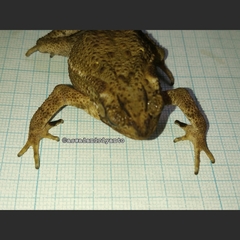 Ingerophrynus biporcatus
