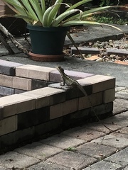 Basiliscus vittatus