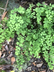 Adiantum capillus-veneris
