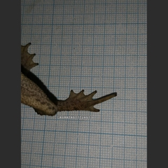 Ingerophrynus biporcatus