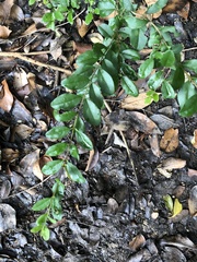 Ligustrum sinense
