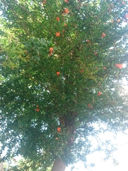 Punica granatum