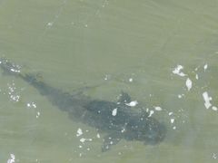 Steindachneridion melanodermatum