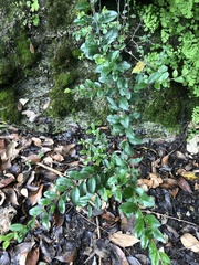 Ligustrum sinense