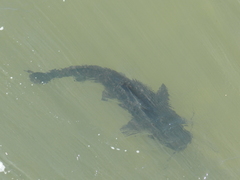 Steindachneridion melanodermatum