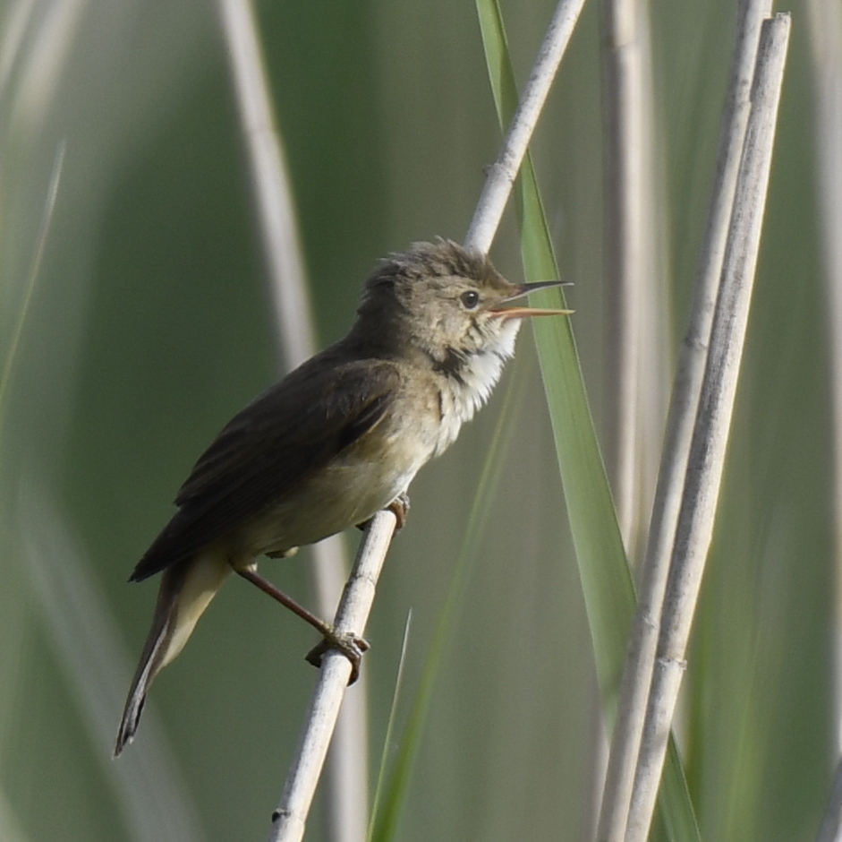 Common Reed Warbler from 5312 Döttingen, Switzerland on May 22, 2020 at ...