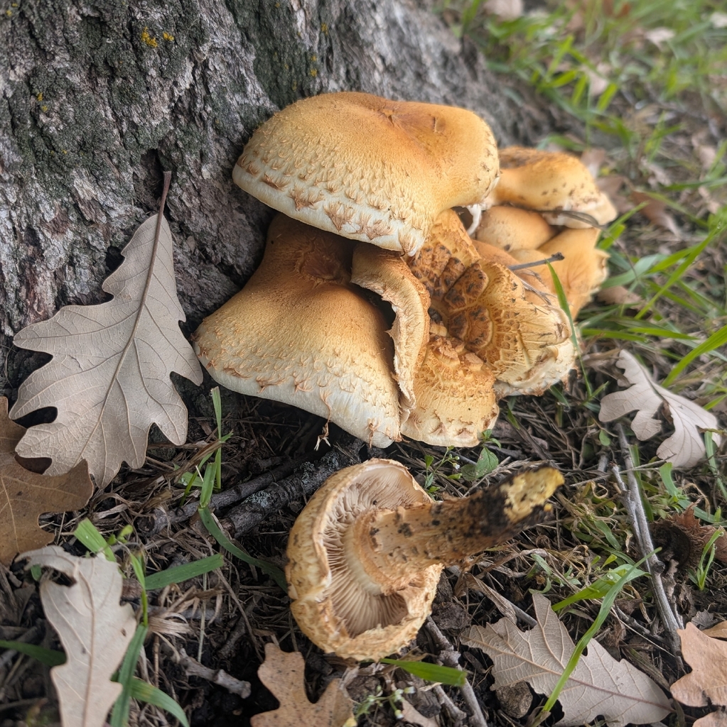 shaggy scalycap · September 2026 · photo: Photo: (c) Jon, some rights reserved (CC BY) · iNaturalist