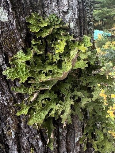 Tree Lungwort