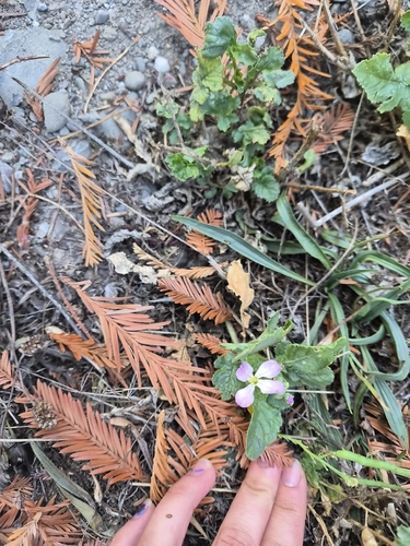 Wild radish