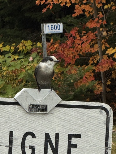 Canada Jay