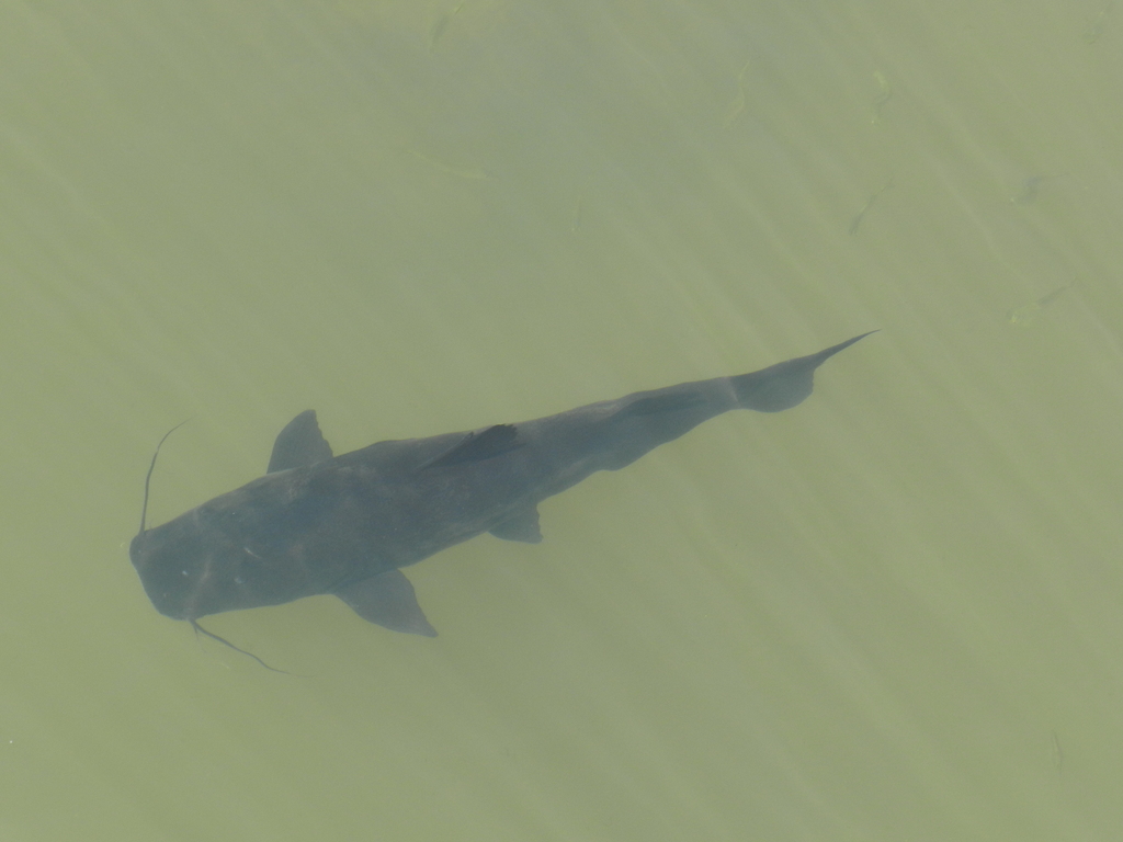 Iguazu Catfish