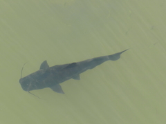 Steindachneridion melanodermatum