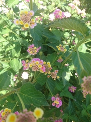 Lantana achyranthifolia