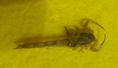 Tityus carrilloi