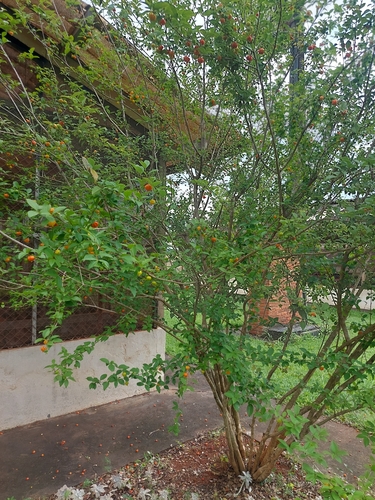 Surinam cherry