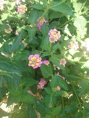 Lantana achyranthifolia