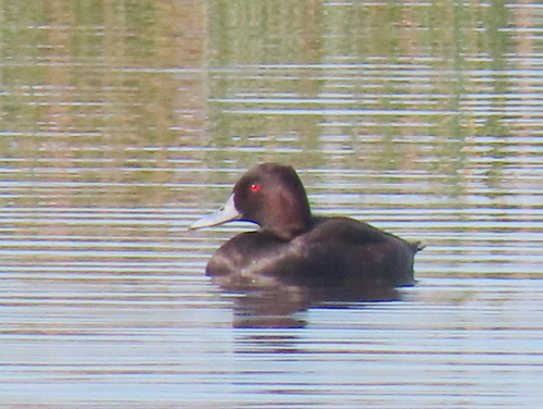 iNaturalist image