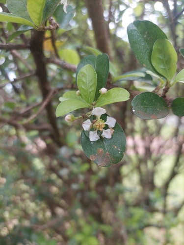 Acerola