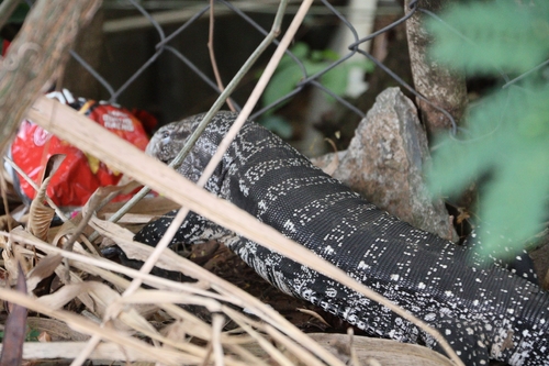 Argentine Black-and-white Tegu