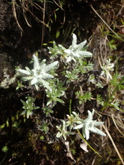Leontopodium microphyllum