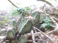 Cereus stenogonus