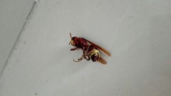 Vespa orientalis