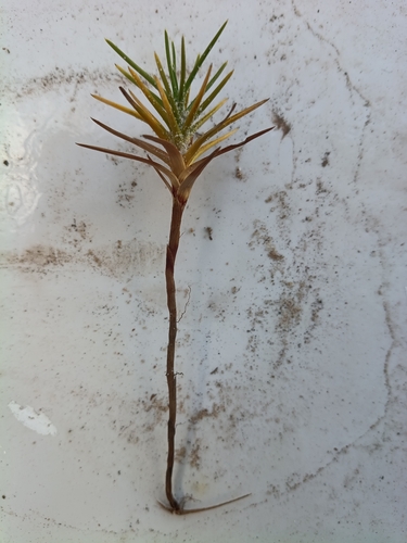 Cyperus pedunculatus observed 2026-09-29
