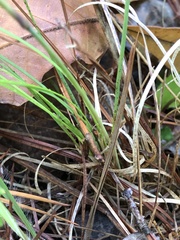 Piptochaetium avenaceum