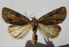 Acronicta strigosa