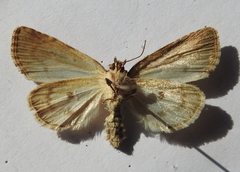 Acronicta strigosa
