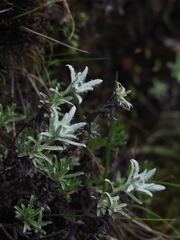 Leontopodium microphyllum
