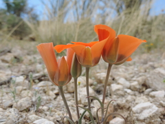 Calochortus kennedyi