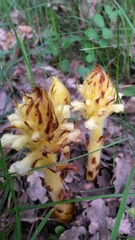 Orobanche lucorum