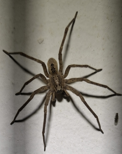 Mediterranean Spiny False Wolf Spider