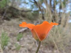 Calochortus kennedyi