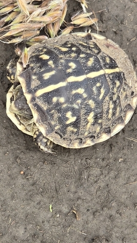 Ornate Box Turtle