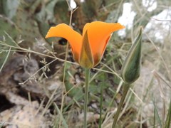 Calochortus kennedyi