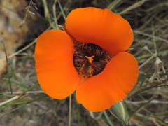 Calochortus kennedyi