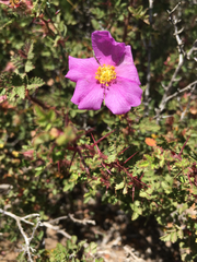 Rosa minutifolia