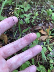 Piptochaetium avenaceum