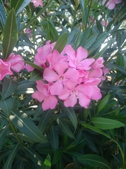 Nerium oleander
