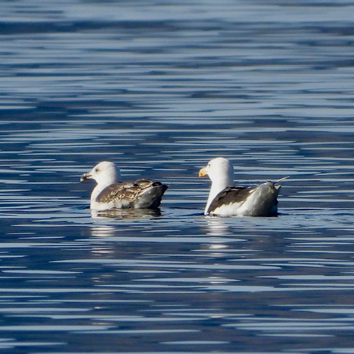Great Black-backed Gull