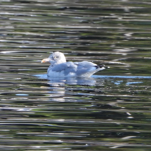 European Herring Gull
