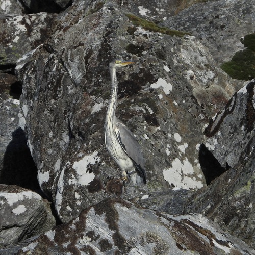 Grey Heron