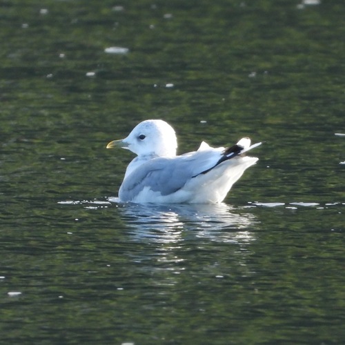 Common Gull
