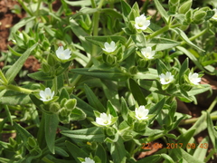 Cerastium dichotomum