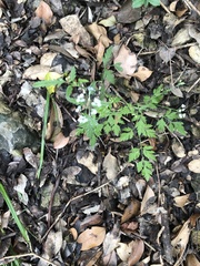Torilis arvensis