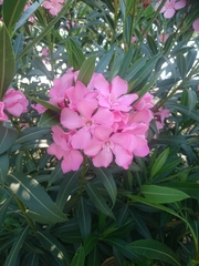Nerium oleander