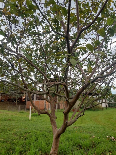 Common guava