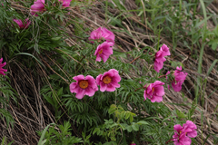 Paeonia anomala
